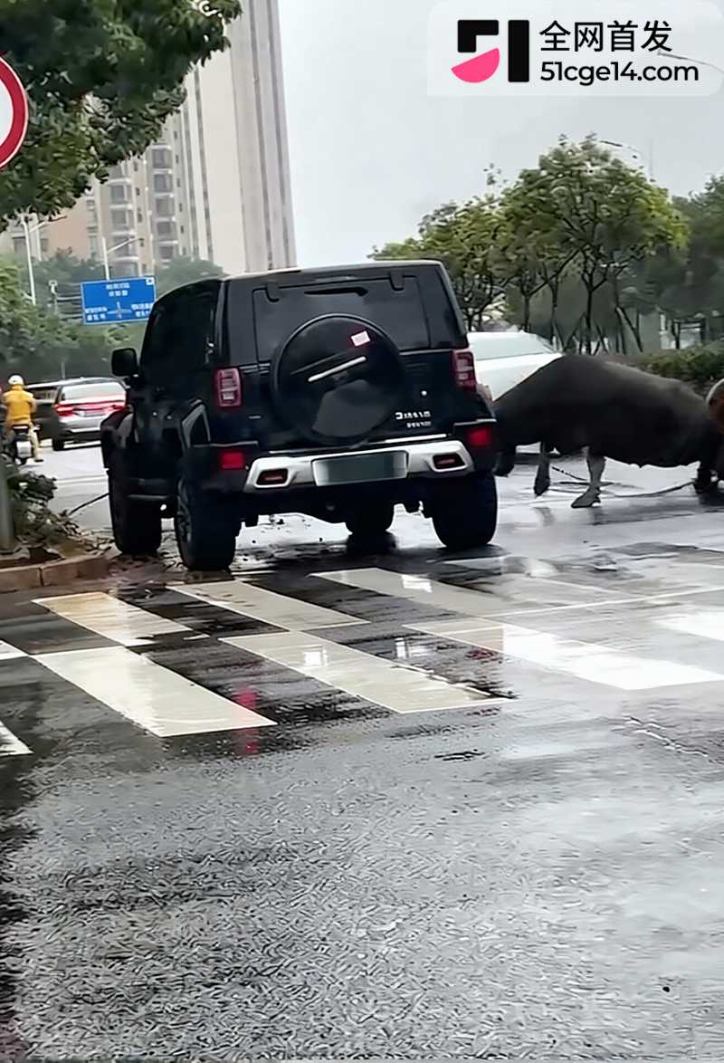 福建宁德突发疯牛狂奔事件 2 拷贝 福建宁德突发疯牛狂奔事件 2 拷贝