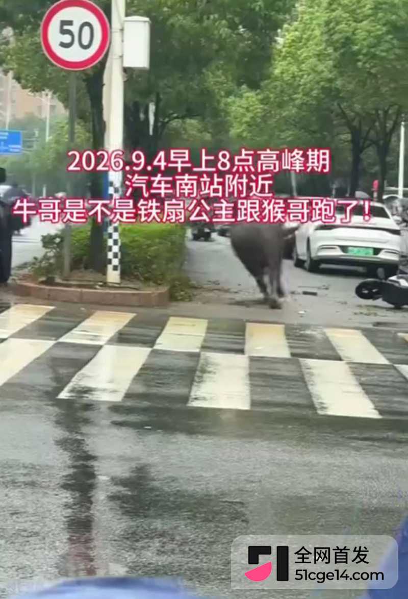 福建宁德突发疯牛狂奔事件 6 拷贝 福建宁德突发疯牛狂奔事件 6 拷贝