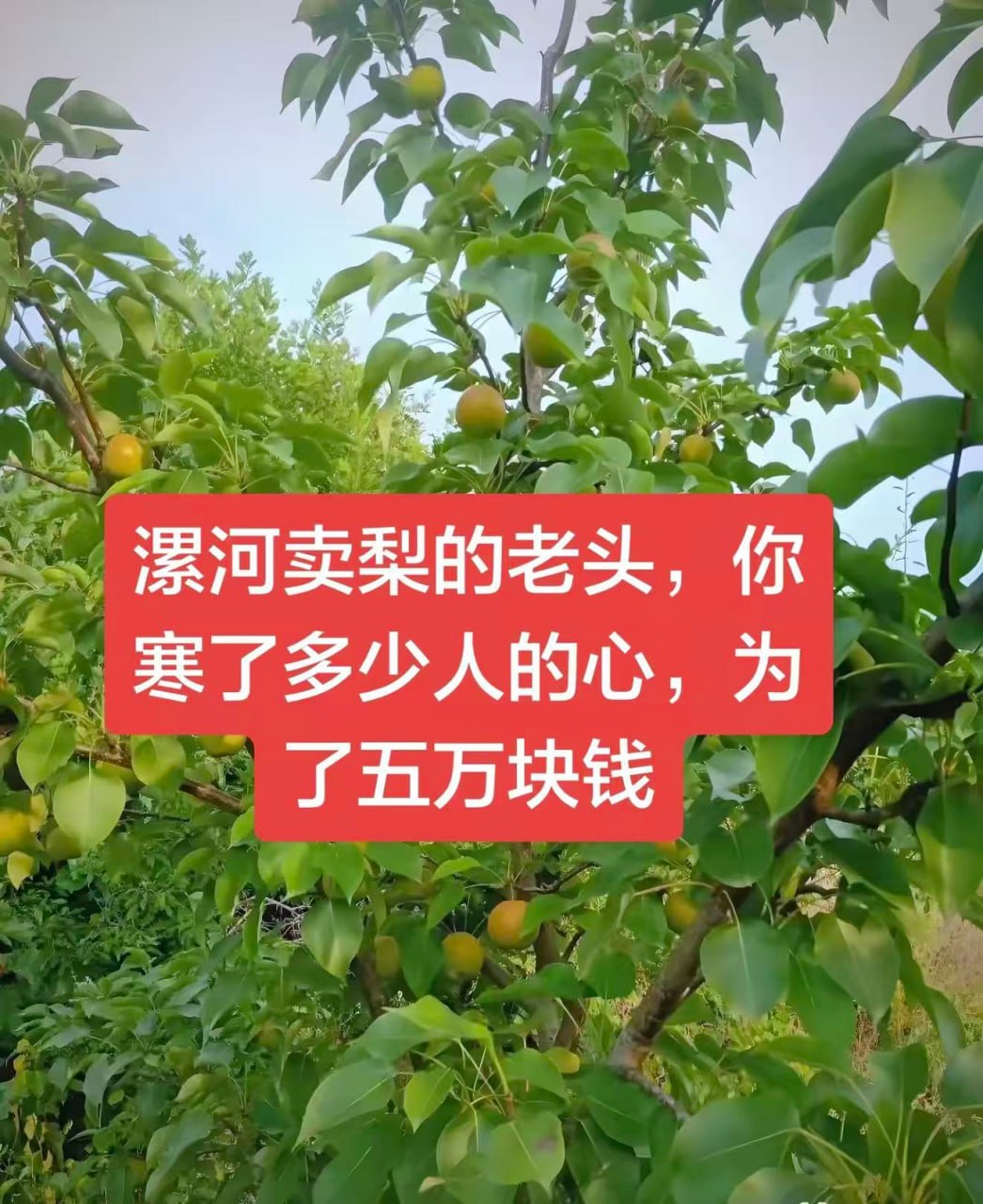 驻马店西平730命案告破07 驻马店西平730命案告破07