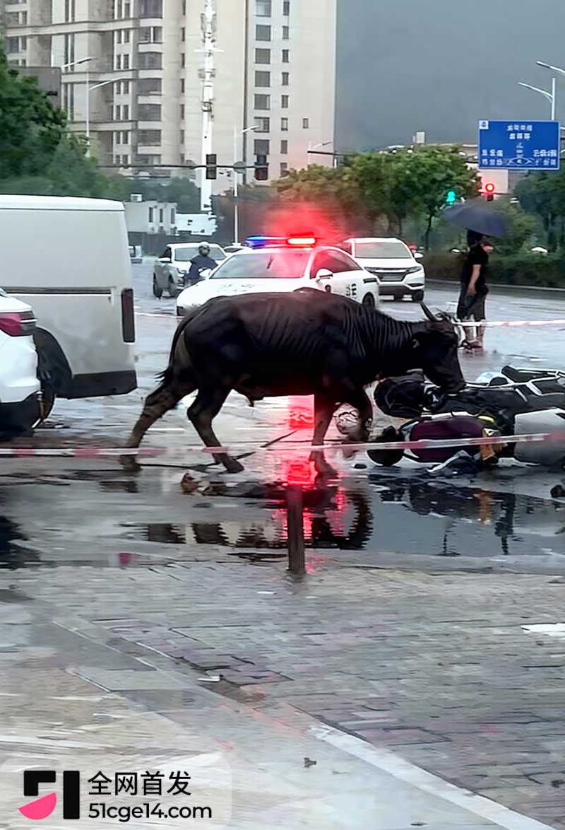 福建宁德突发疯牛狂奔事件 3 拷贝 福建宁德突发疯牛狂奔事件 3 拷贝