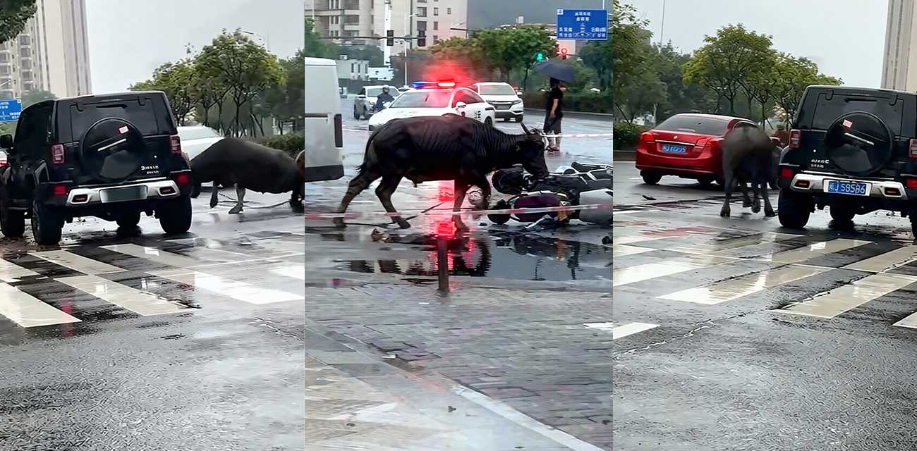 福建宁德突发疯牛狂奔事件 多车被撞受损 全网玩梗铁扇公主跟猴哥私奔 气疯绿帽牛魔王