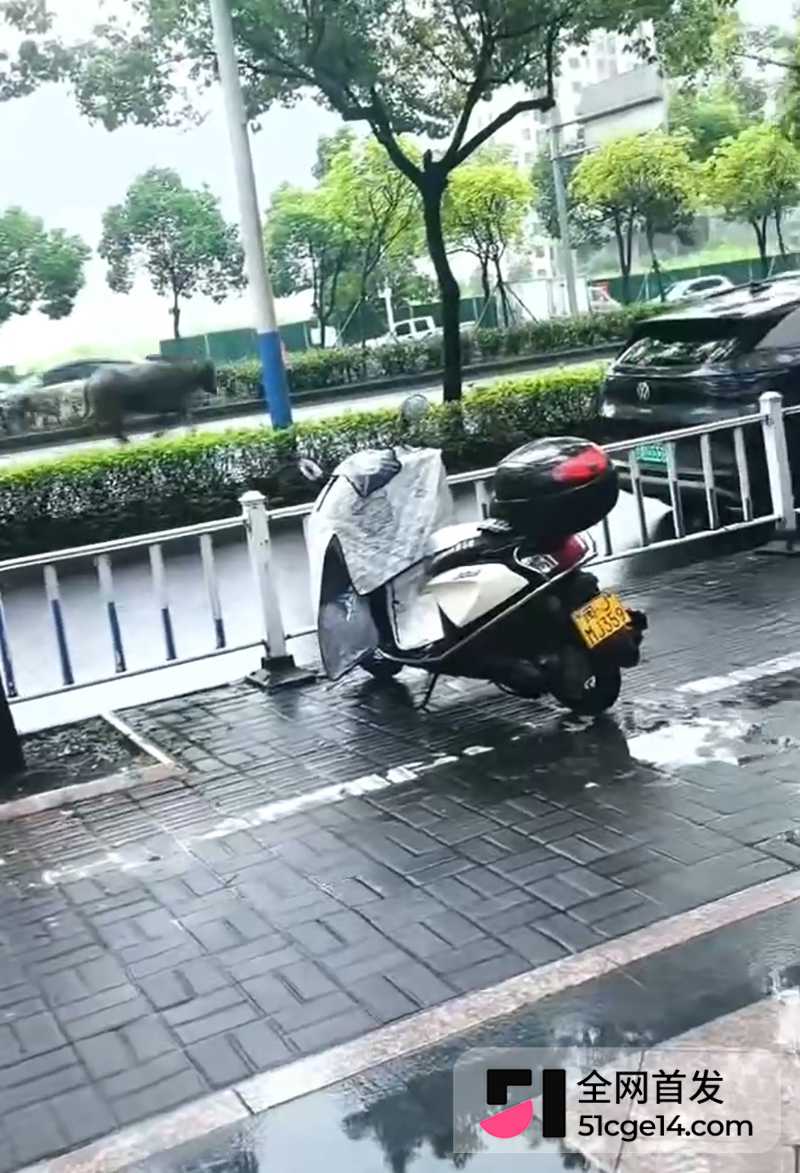 福建宁德突发疯牛狂奔事件 4 拷贝 福建宁德突发疯牛狂奔事件 4 拷贝
