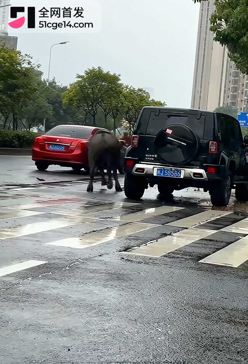 福建宁德突发疯牛狂奔事件 1 拷贝 福建宁德突发疯牛狂奔事件 1 拷贝